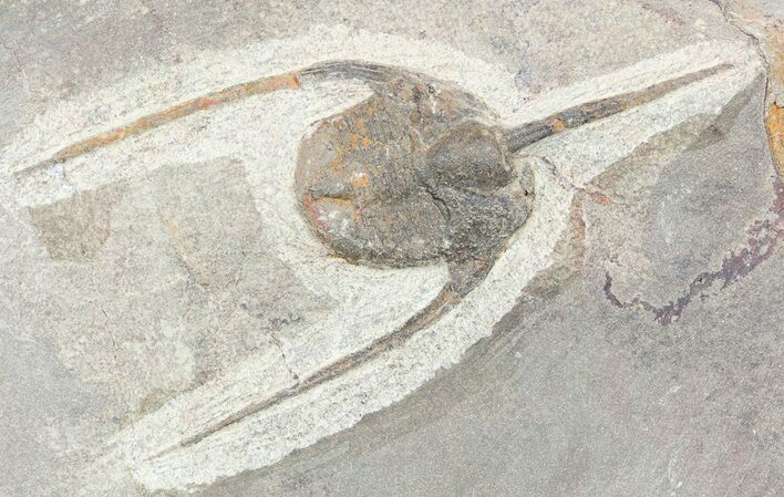 Lonchodomas (Ampyx) Trilobite - Morocco #56177